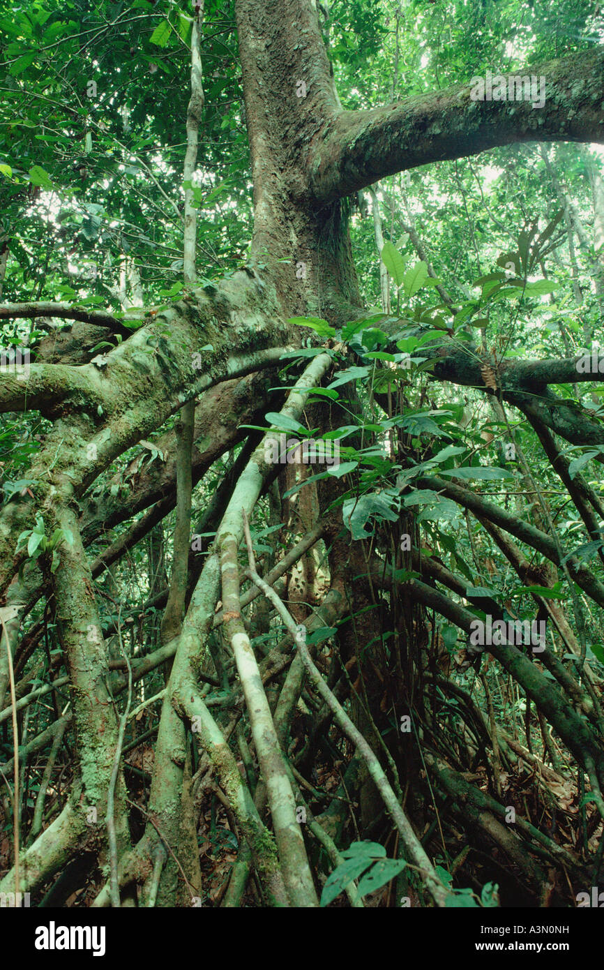 Stilt roots of Uapaca sp. of Phyllanthaceae family (Euphorbiaceae sensu lato) in Tropical Rain Forest. Tai National Park, ivory Coast, West Africa. Stock Photo