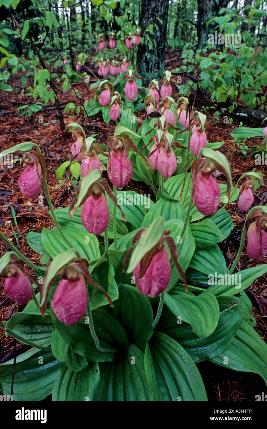 Pink Lady Slippers (Moccasin Flowers) Cypripedium acule, Chattahoochee