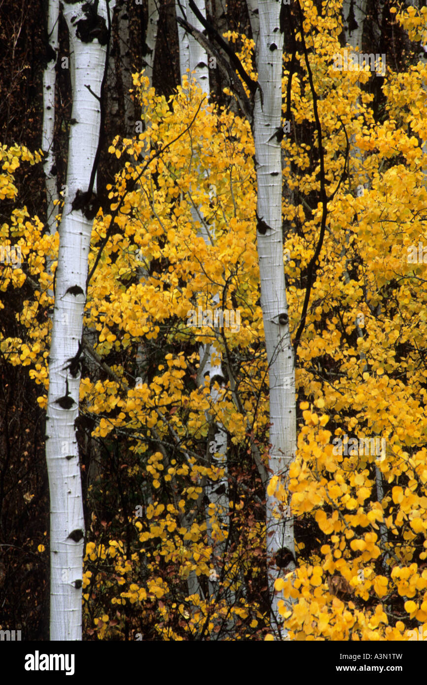 Aspen Trees, Montana Stock Photo Alamy
