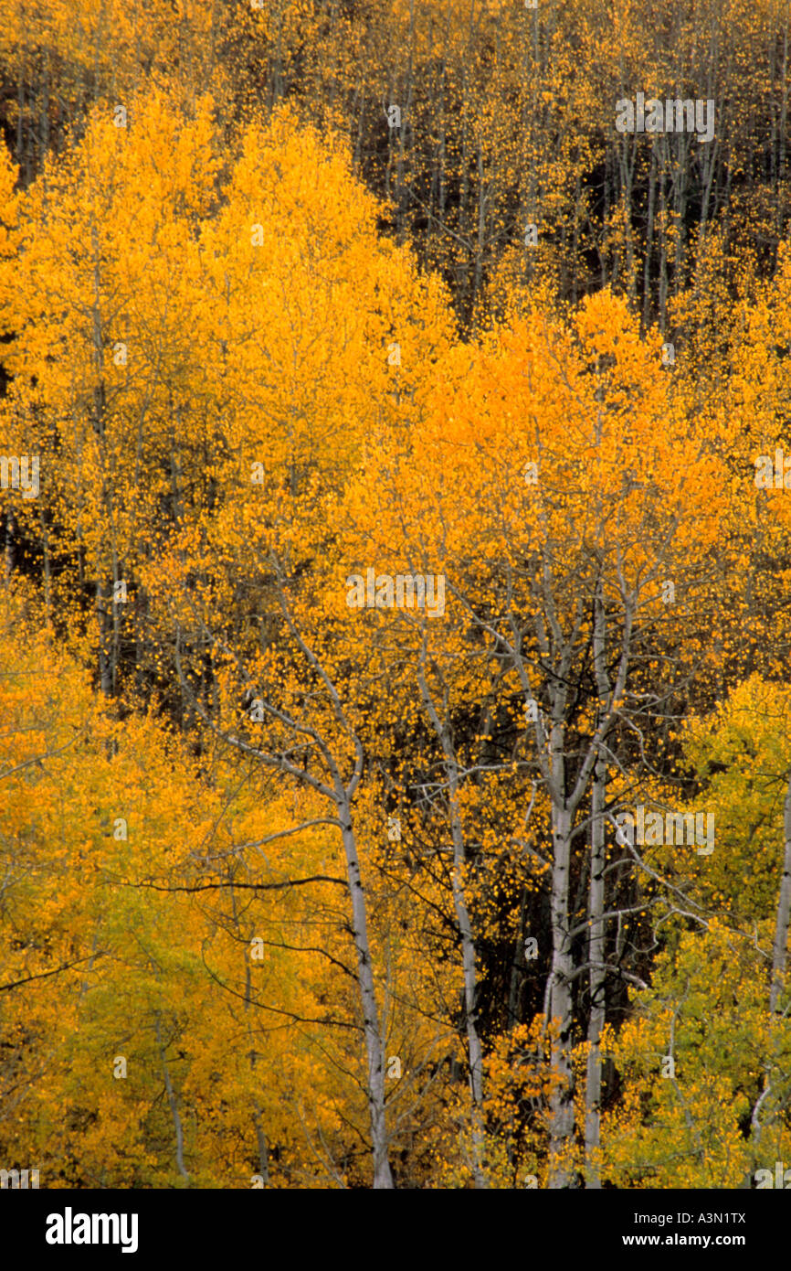 Aspen Trees, Montana Stock Photo Alamy