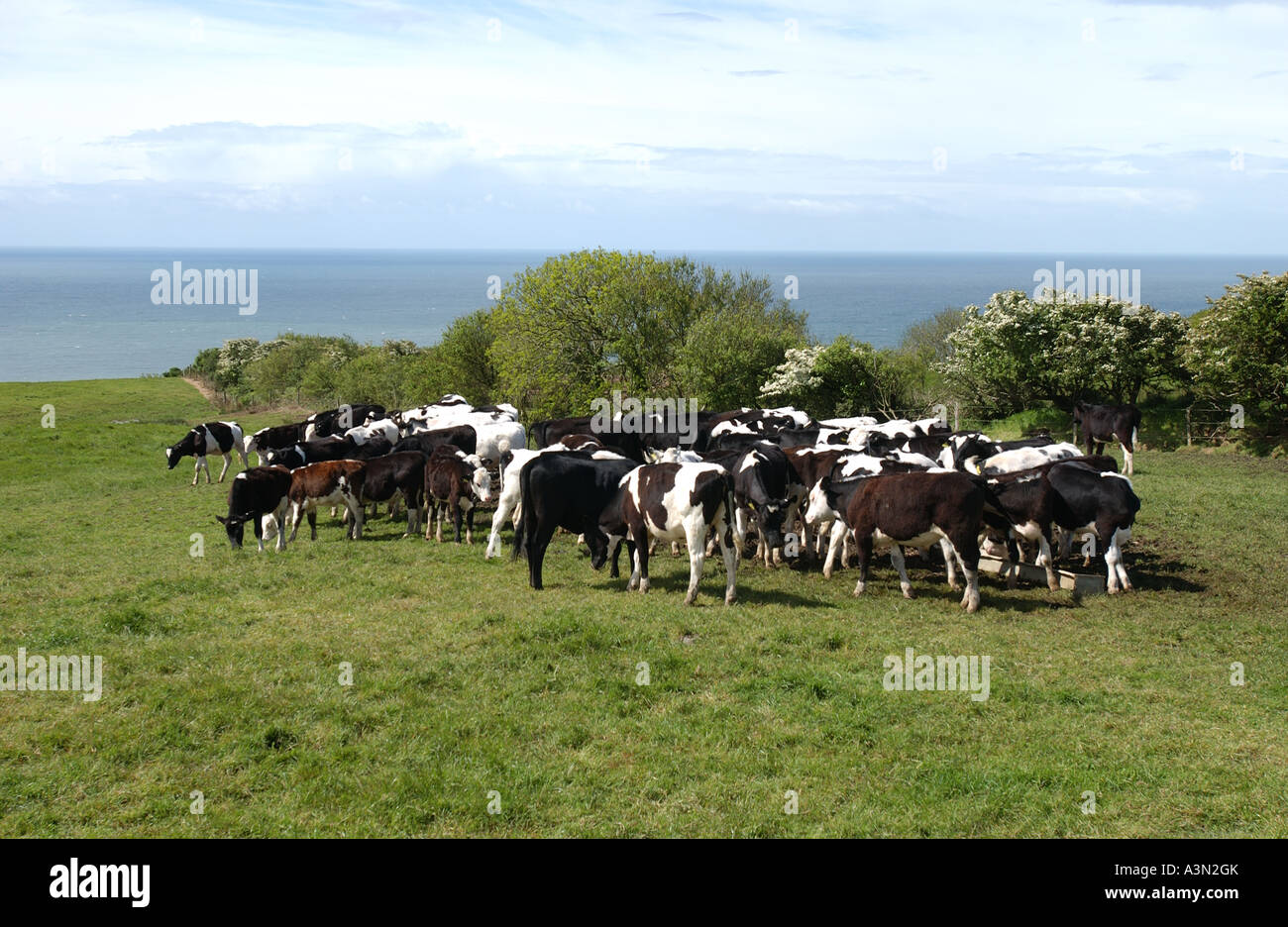 Friesian cows graze in field Stock Photo - Alamy