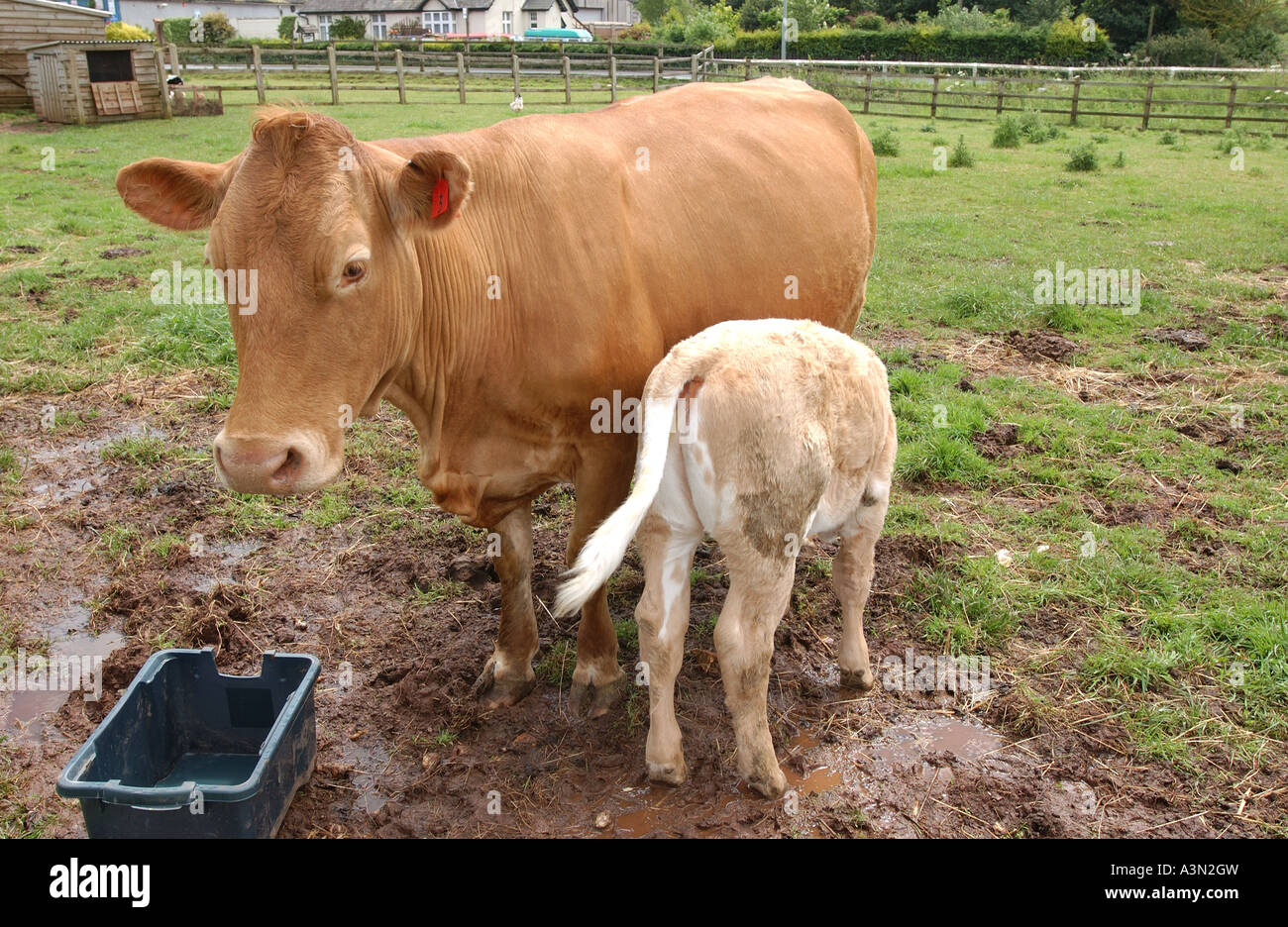 cow and calf Stock Photo - Alamy
