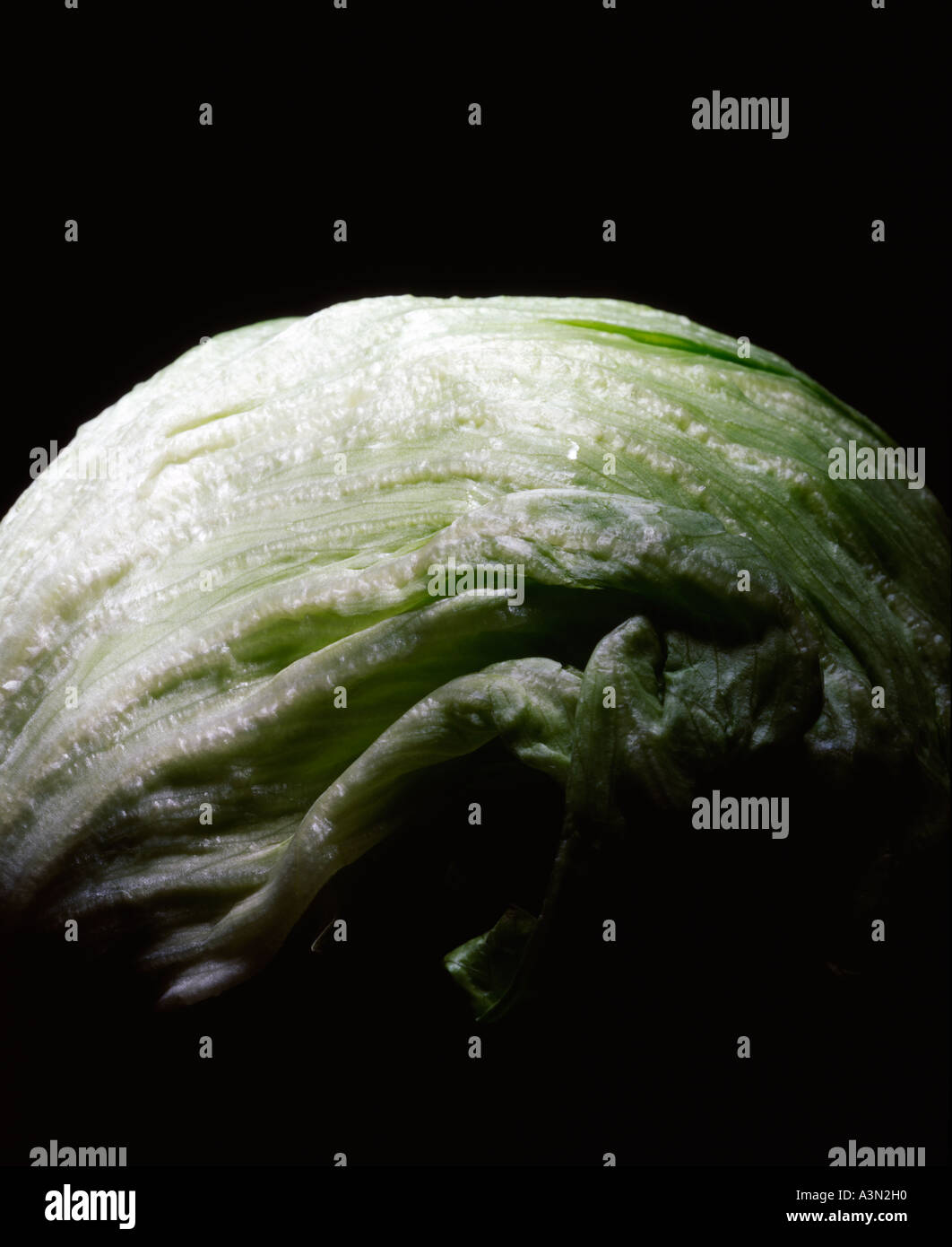 iceberg lettuce against a black backdrop, contemporary art, science and