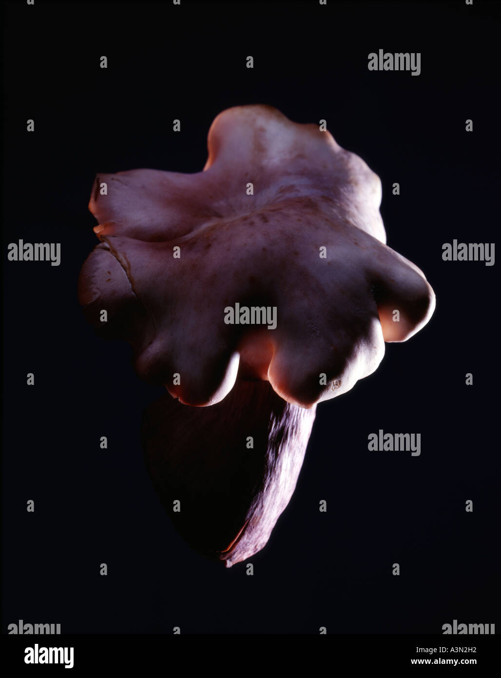 slim shady album cover art mushrooms slim shady album cover art mushrooms