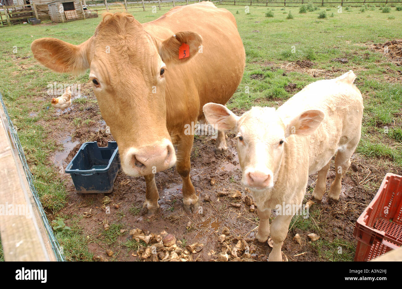 cow and calf Stock Photo - Alamy