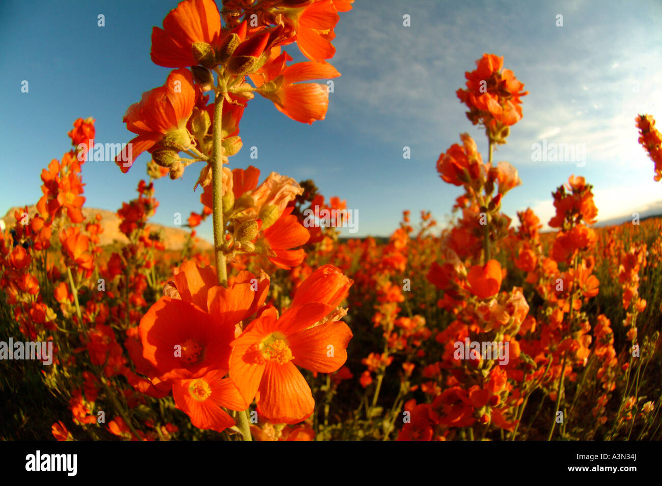 Desert Mallow flowers in bloom, Utah desert south of Moab Stock Photo
