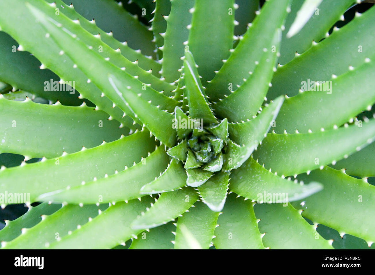Aloe plant Raymond Burr Garden of the Sleeping Giant Nausori Viti Levu Fiji Melanesia South Pacific Stock Photo