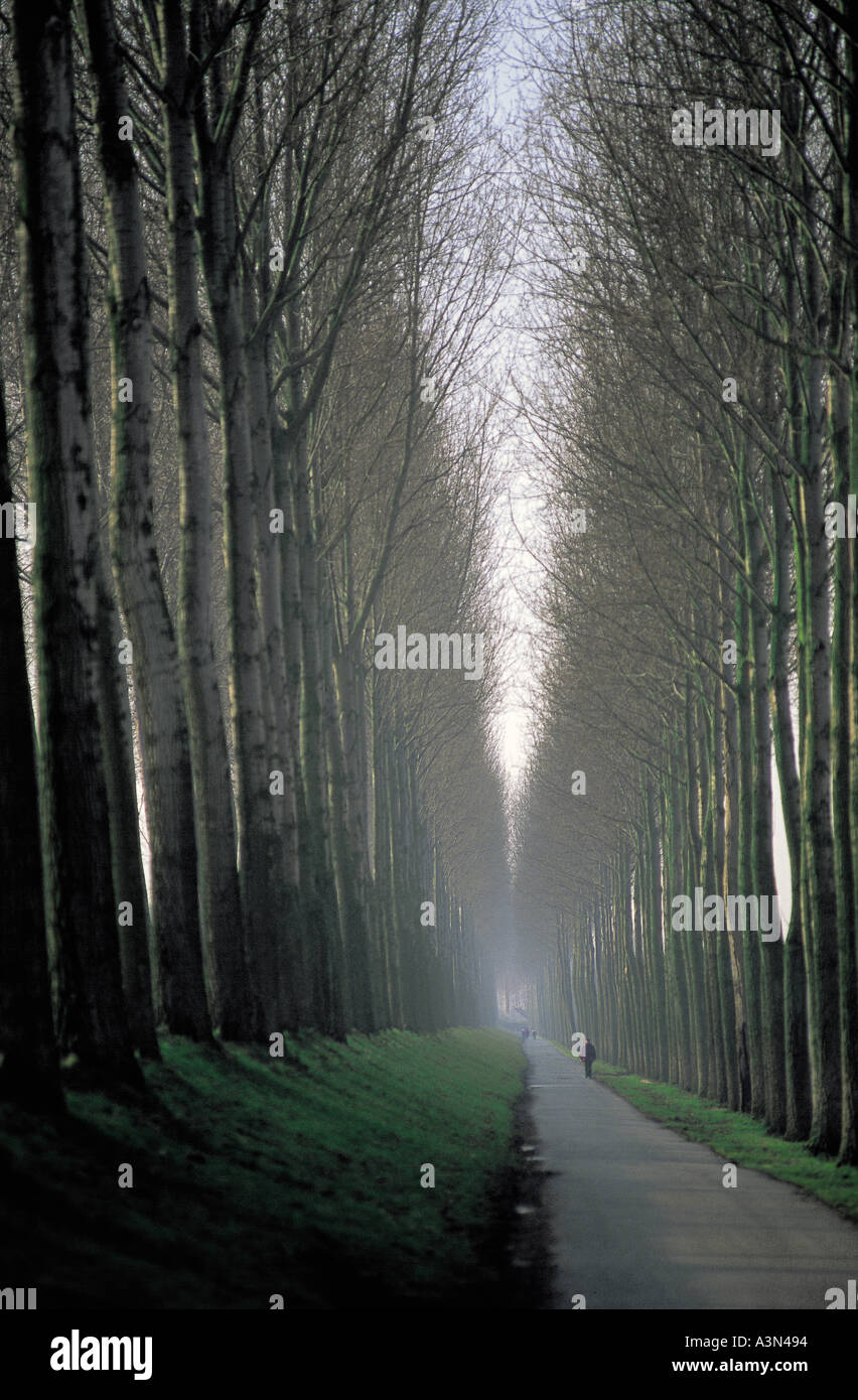 Belgian trees hi-res stock photography and images - Alamy