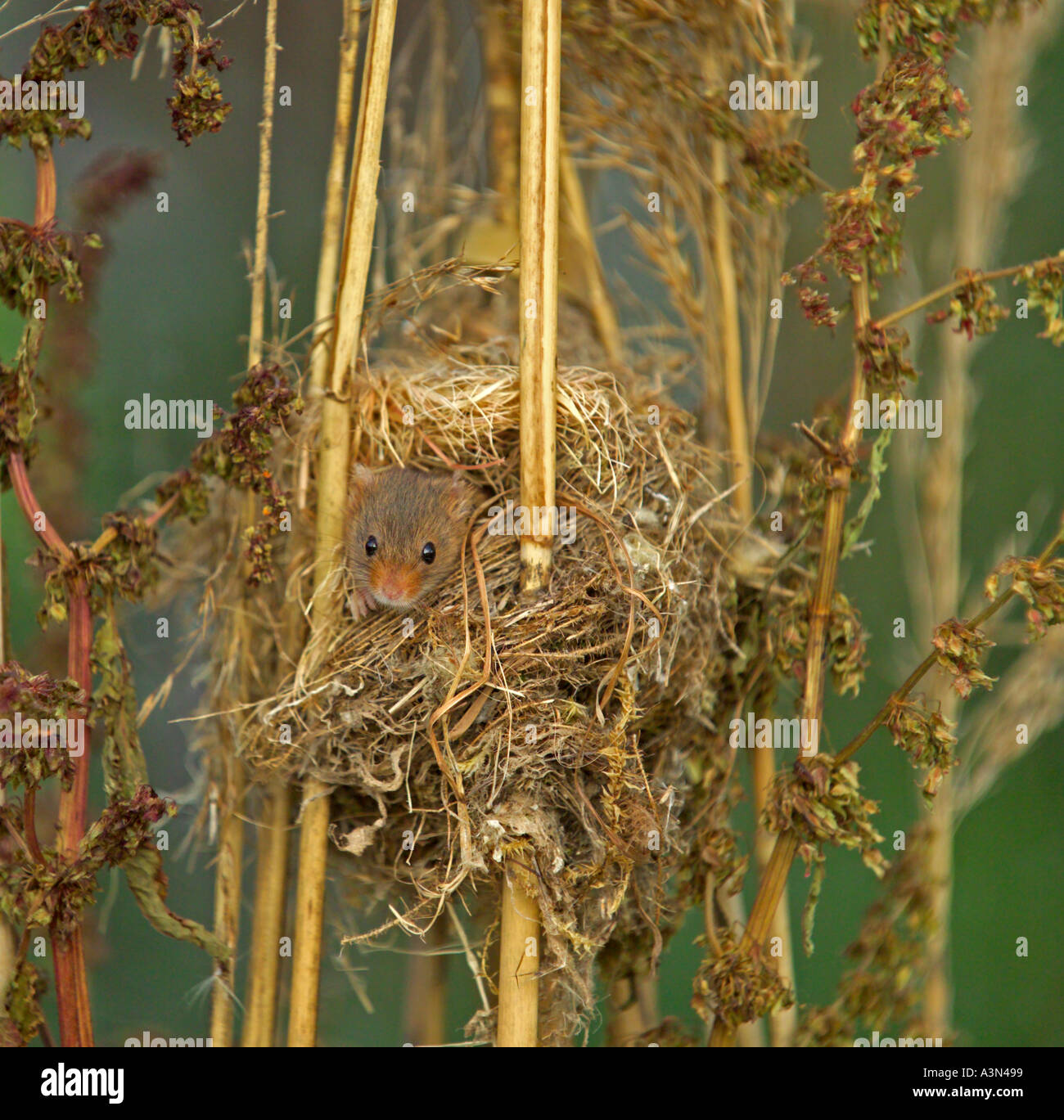 Harvest mouse nest hires stock photography and images Alamy