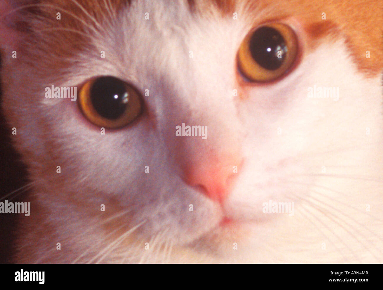 Portrait of a Domestic Cat Stock Photo - Alamy