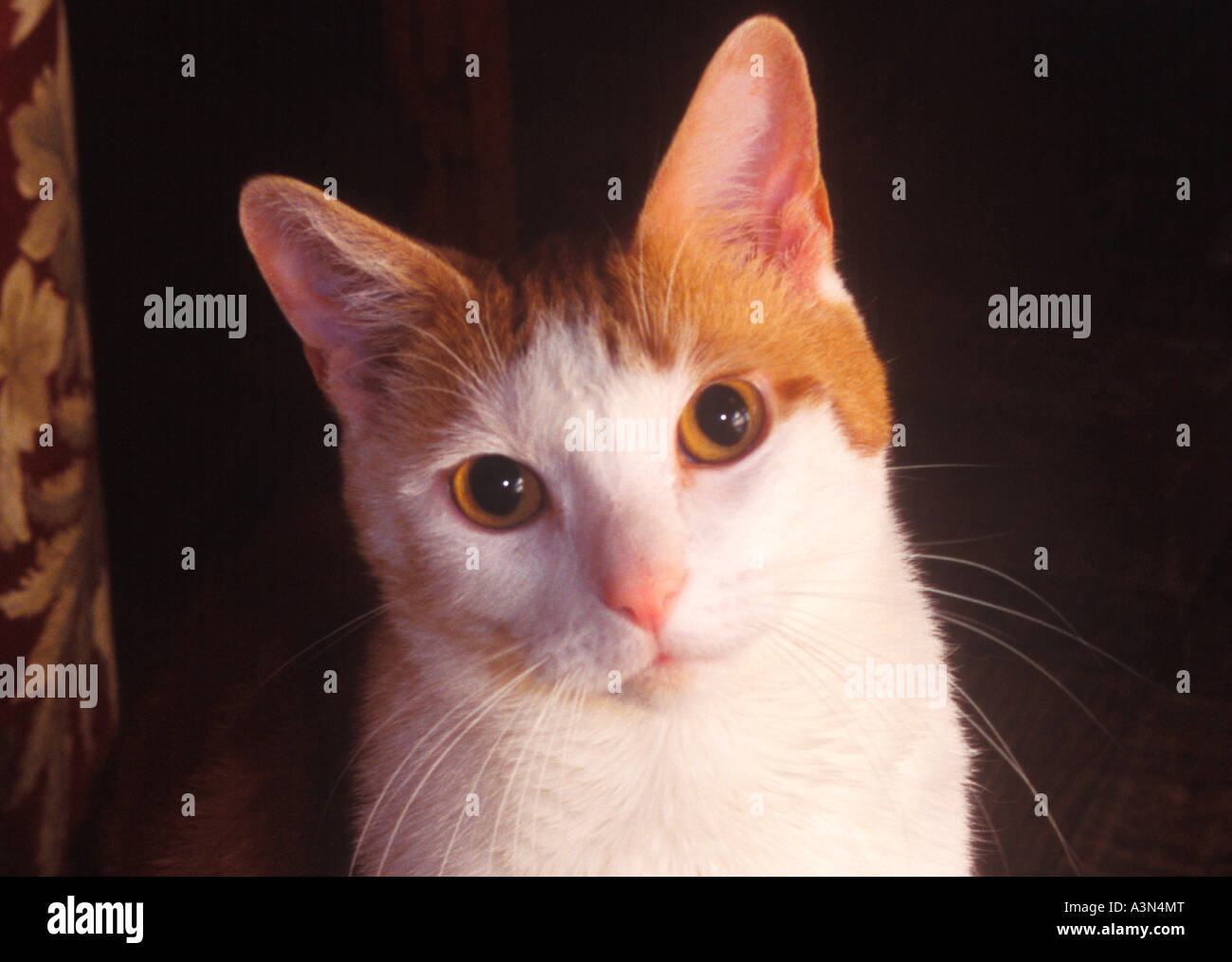 Portrait of a Domestic Cat Stock Photo - Alamy