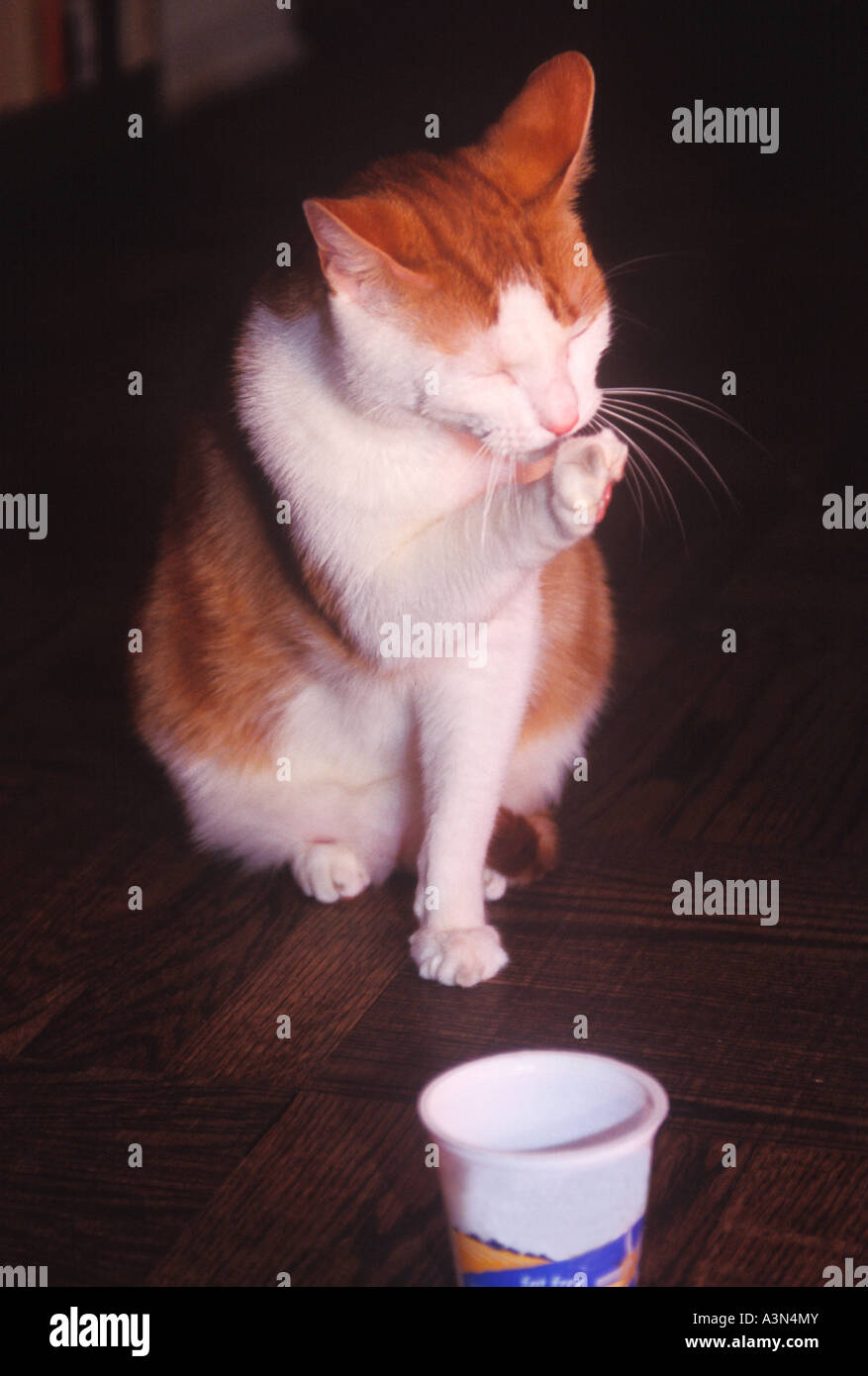 Domestic marmalade stripe cat with long white whiskers licking and