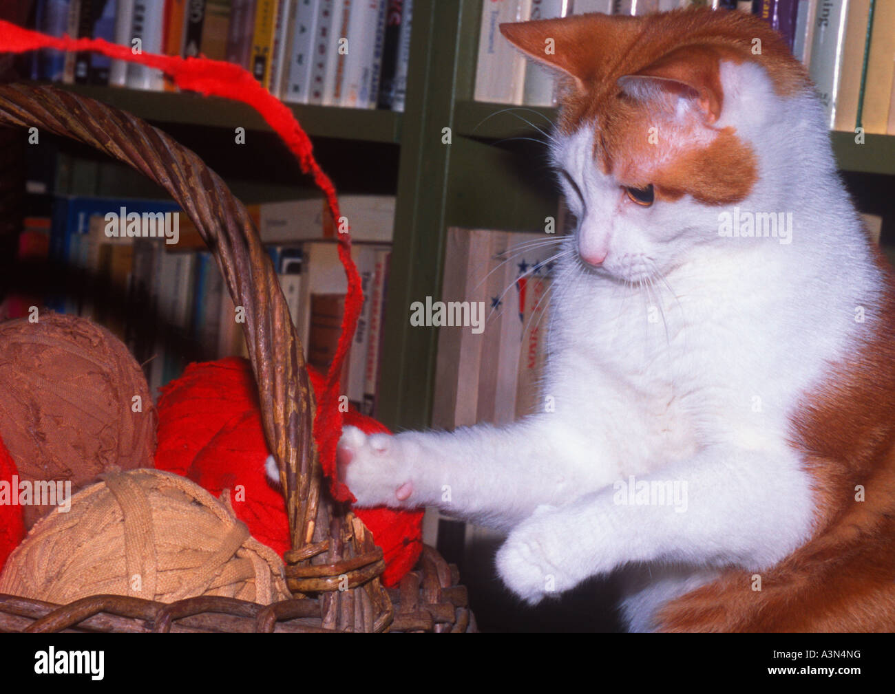 Playful cat. Cat playing with colorful balls of wool. Domestic animals playing at home. Stock Photo