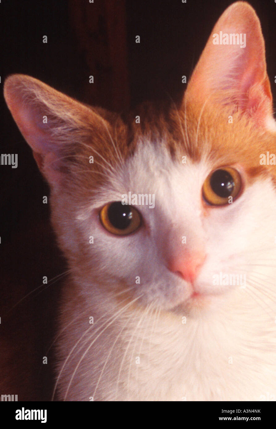 Portrait of a Domestic Cat Stock Photo - Alamy