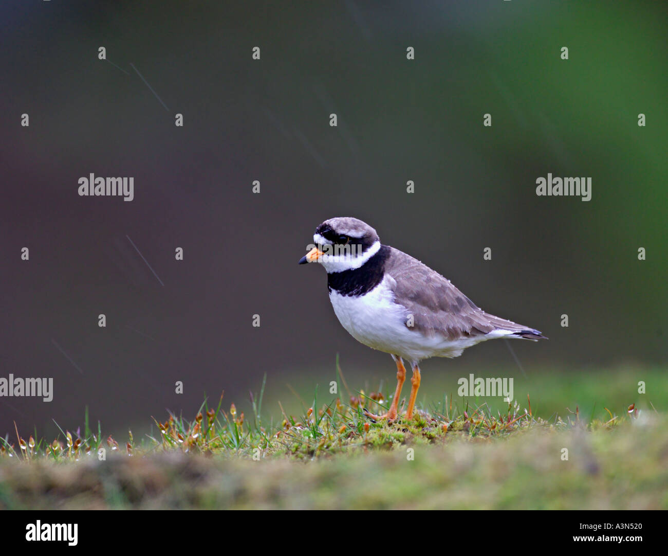 Ringed Plover adult in rain Shetland June Stock Photo - Alamy
