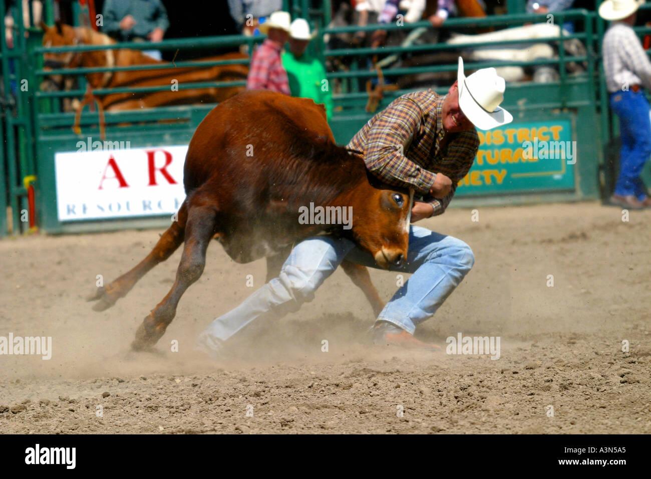 Horizontal Rodeo Alberta Canada Stock Photo Alamy