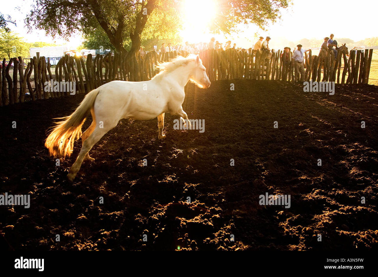 Horse running to 'La Pialada' at Sunset, Fiesta de la Tradicion, San Antonio de Areco, Provincia de Buenos Aires, Argentina Stock Photo