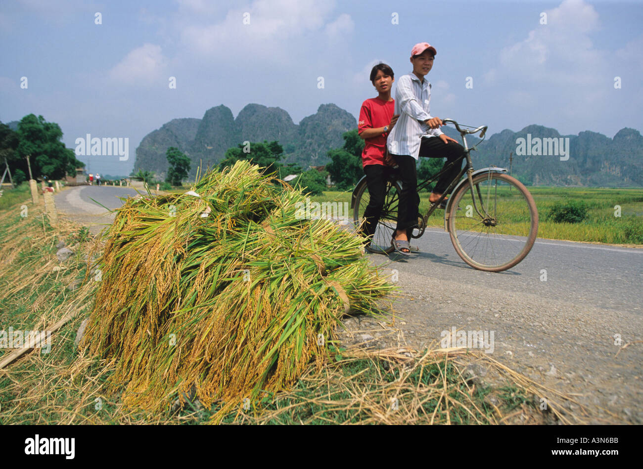 Harvested rice on roadside with cyclists near Cuc Phuong National Park ...
