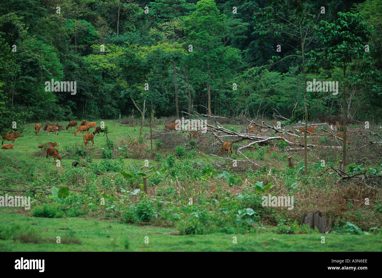 Deforestation in the north central highlands of Vietnam Stock Photo Alamy