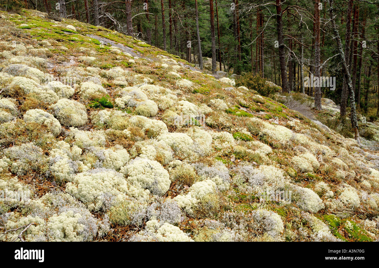 The moss hi-res stock photography and images - Alamy