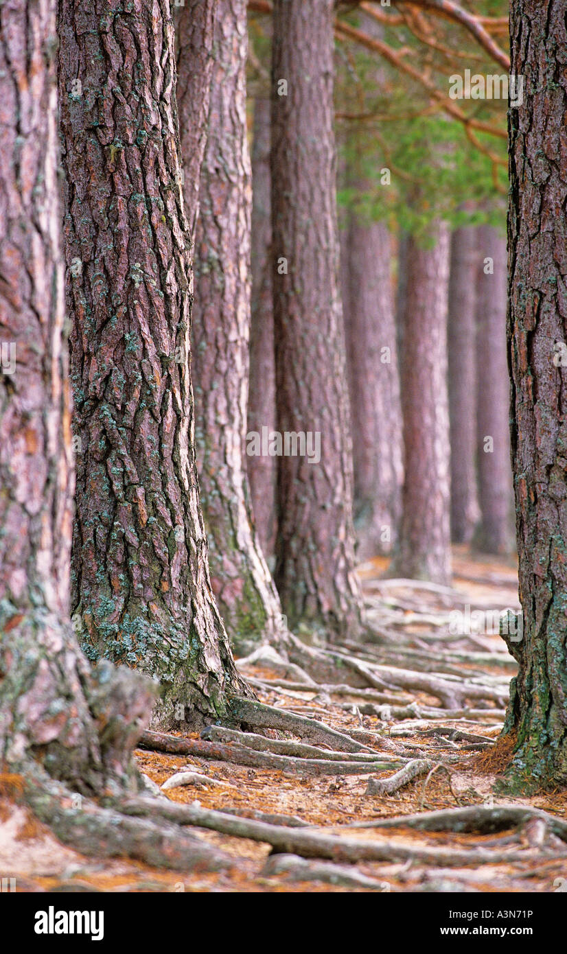 Roots of pine trees Stock Photo Alamy