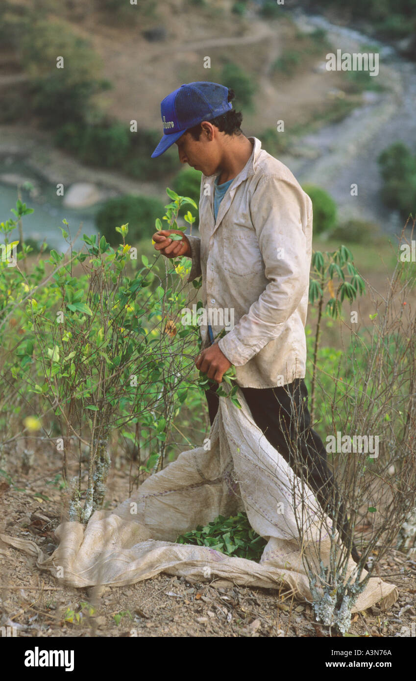 Harvesting coca leaves used by local people for altitide near