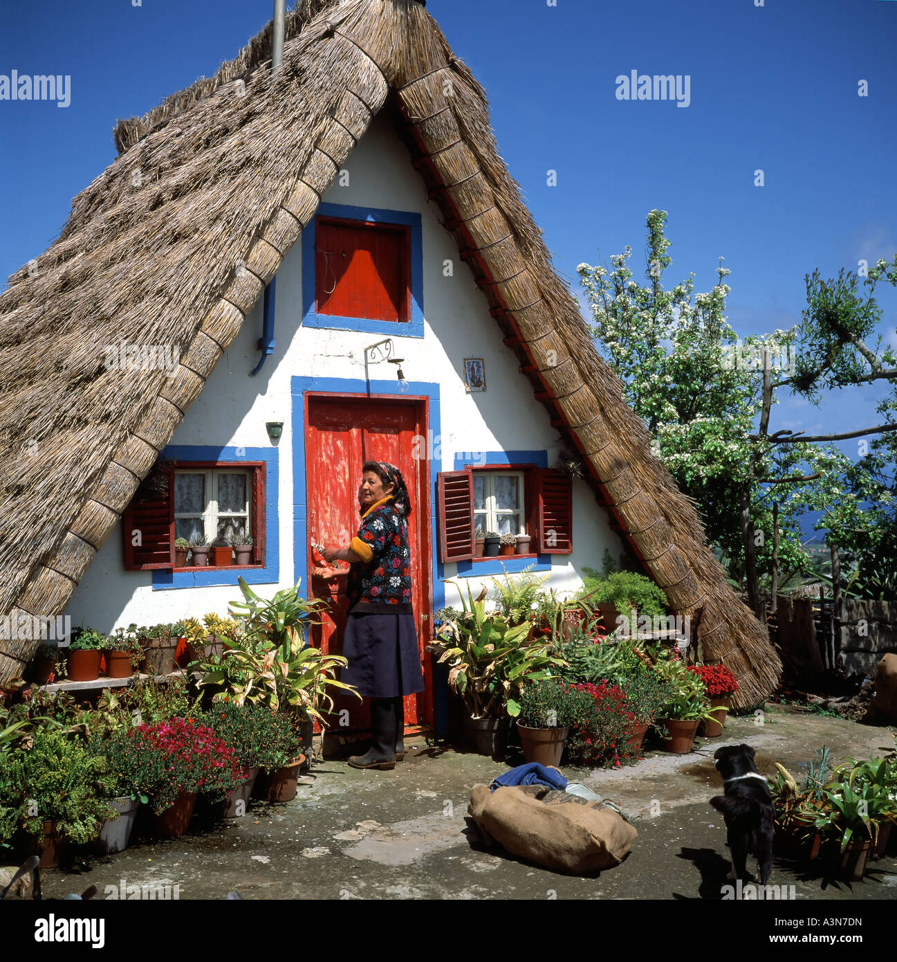 MR WOMAN IN FRONT OF A  PALHEIRO  TRADITIONAL THATCHED HOUSE  SANTANA  VILLAGE  MADEIRA  ISLAND PORTUGAL Stock Photo