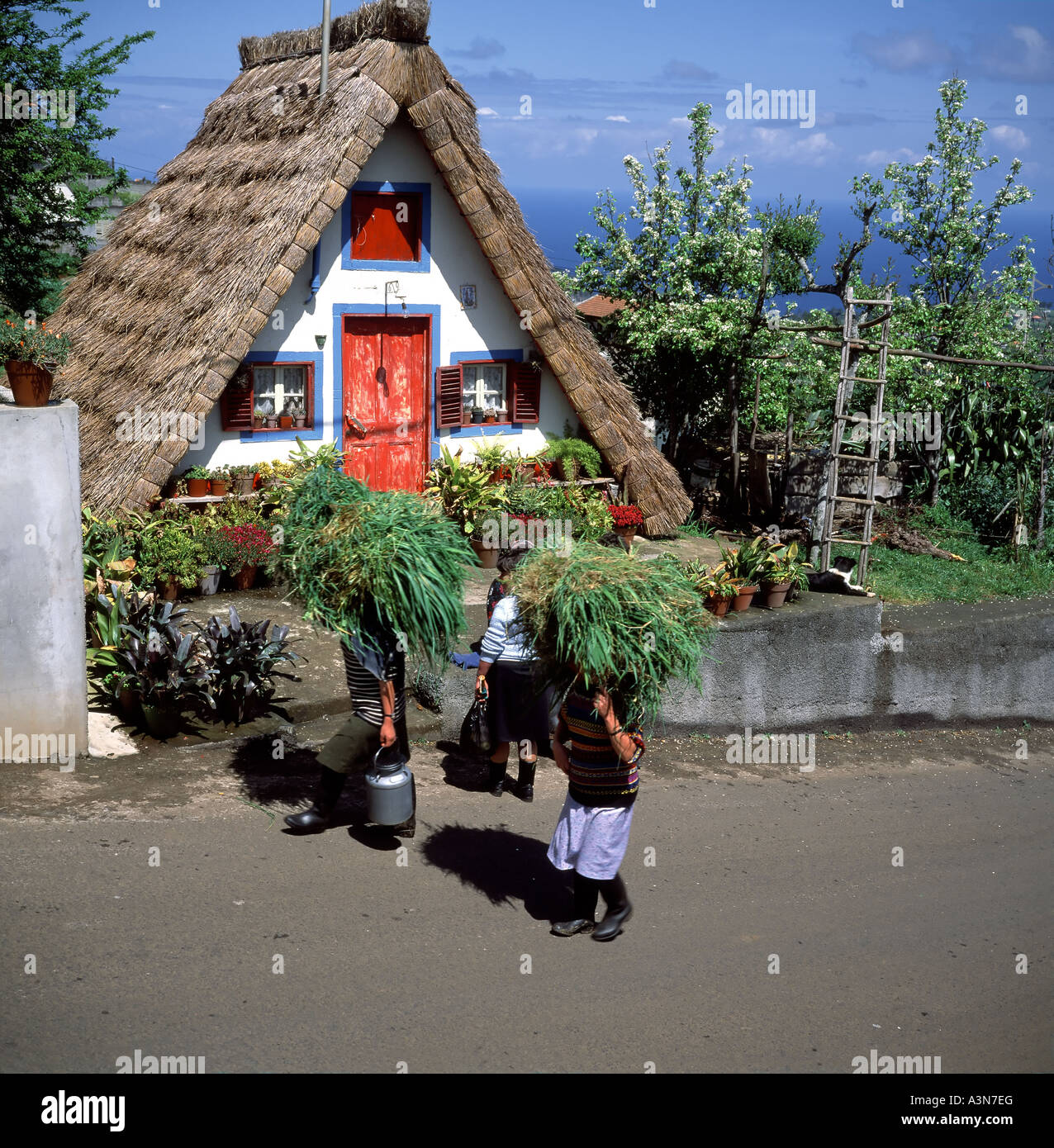 TWO WOMEN CARRYING GRASS IN FRONT OF A  PALHEIRO  TRADITIONAL THATCHED HOUSE  SANTANA  VILLAGE  MADEIRA  ISLAND PORTUGAL Stock Photo