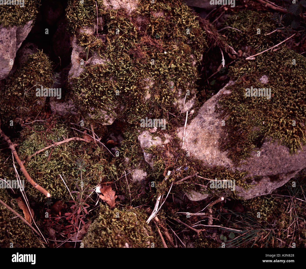 Dry stone wall moss hi-res stock photography and images - Alamy