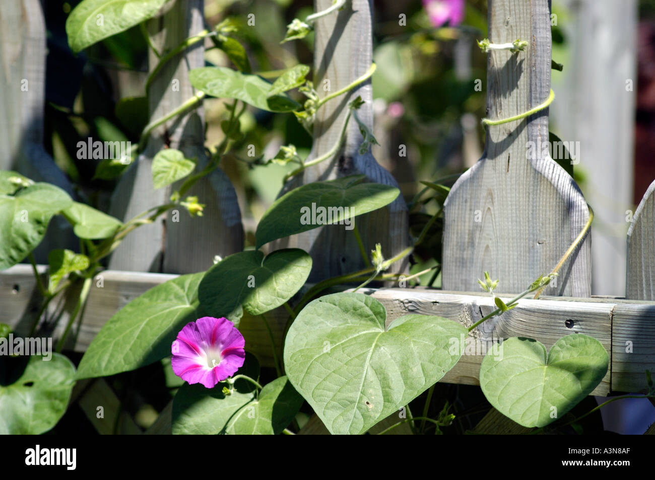 Morning Glory flower with vine climbing wooden fence Stock Photo