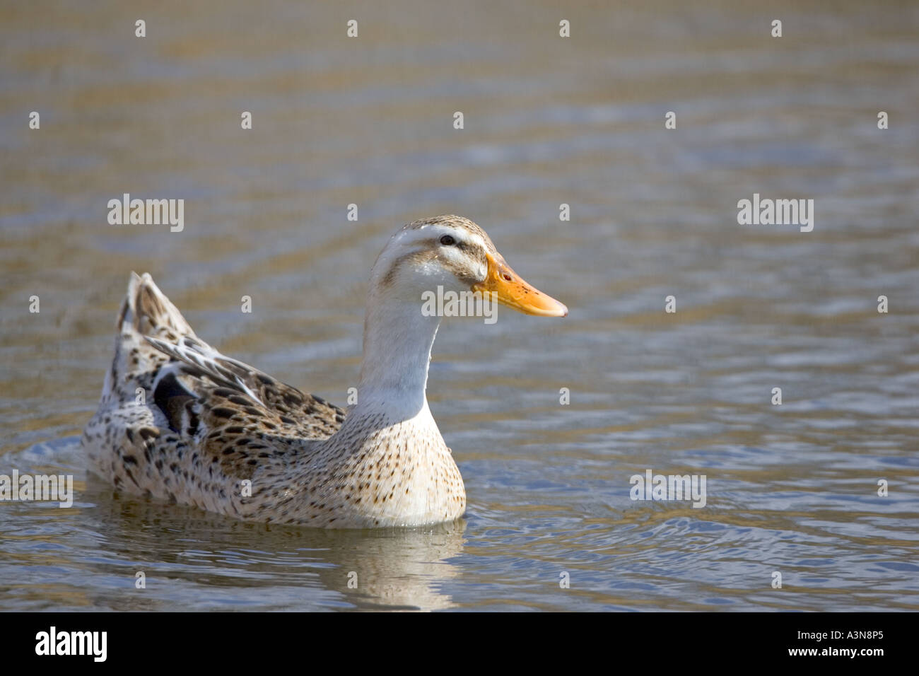 Domestic White Duck UK Norfolk Stock Photo