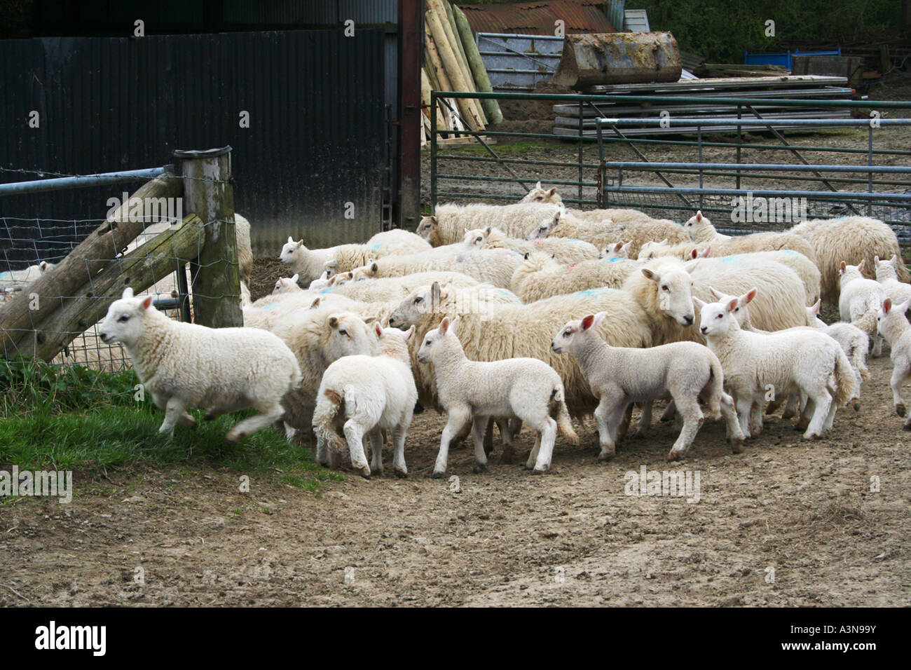 Flock of sheep and lambs being rounded up for health checks and branding. Welsh farm. Spring. Wales.  UK. Stock Photo