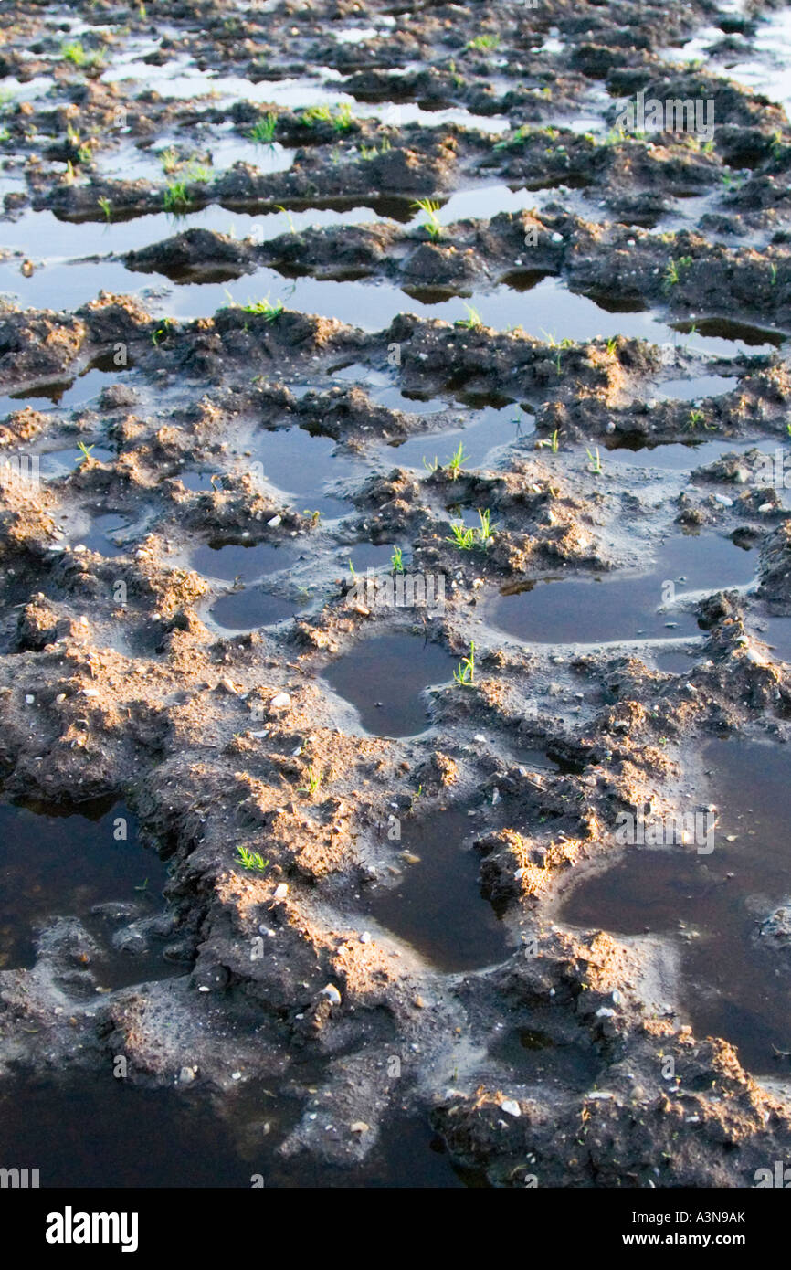 Waterlogged soil uk hires stock photography and images Alamy