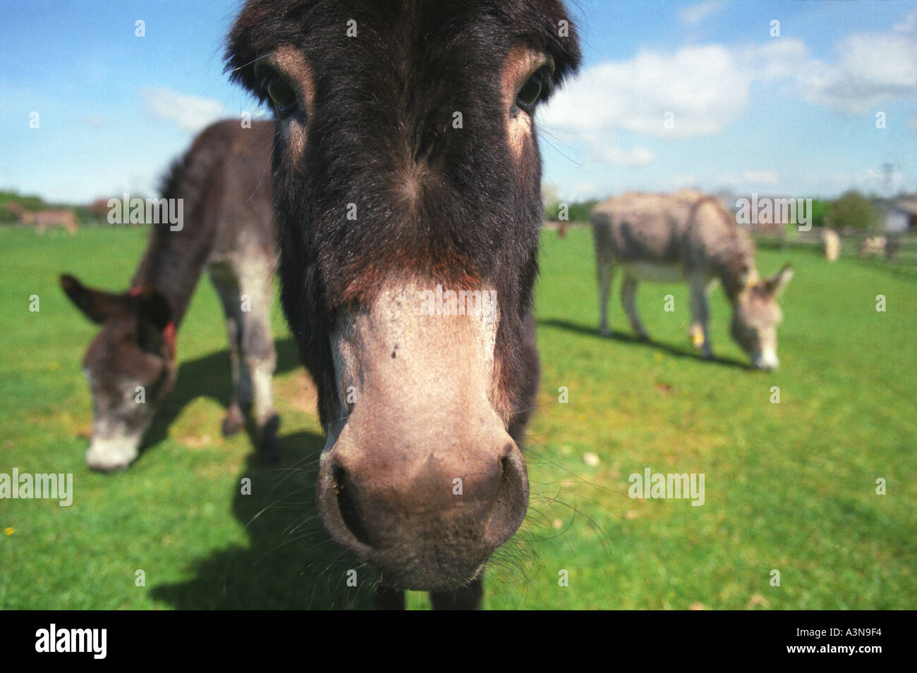 Donkeys at Sidmouth Donkey Sanctuary Devon Stock Photo Alamy
