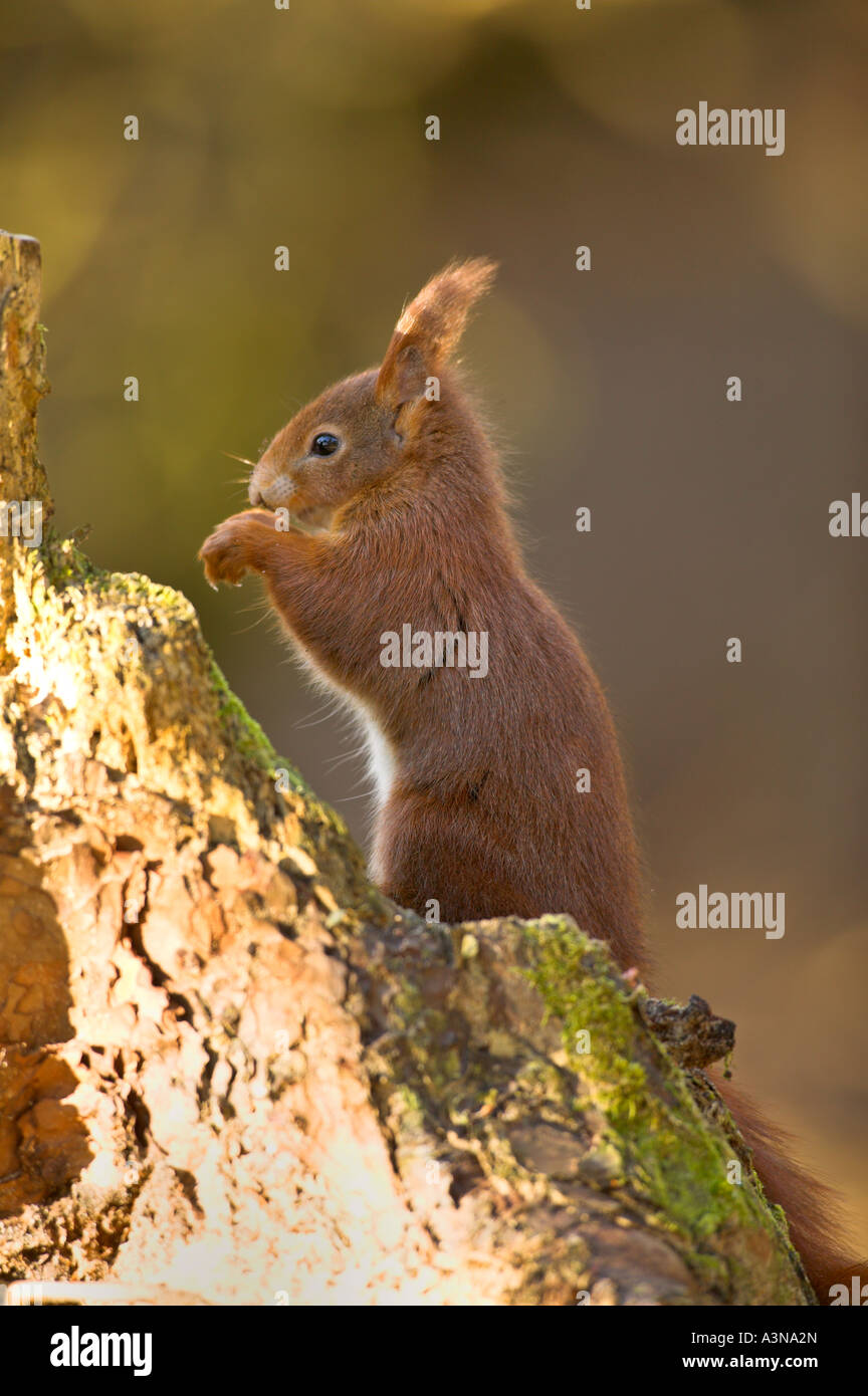 Red Squirrel Formby point squirrel reserve Lancashire UK Stock Photo