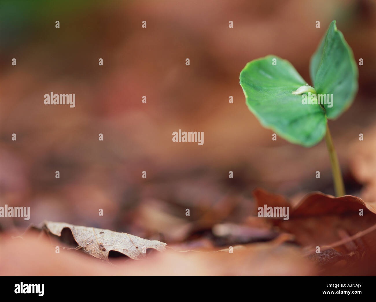 Green Leaves Stock Photo