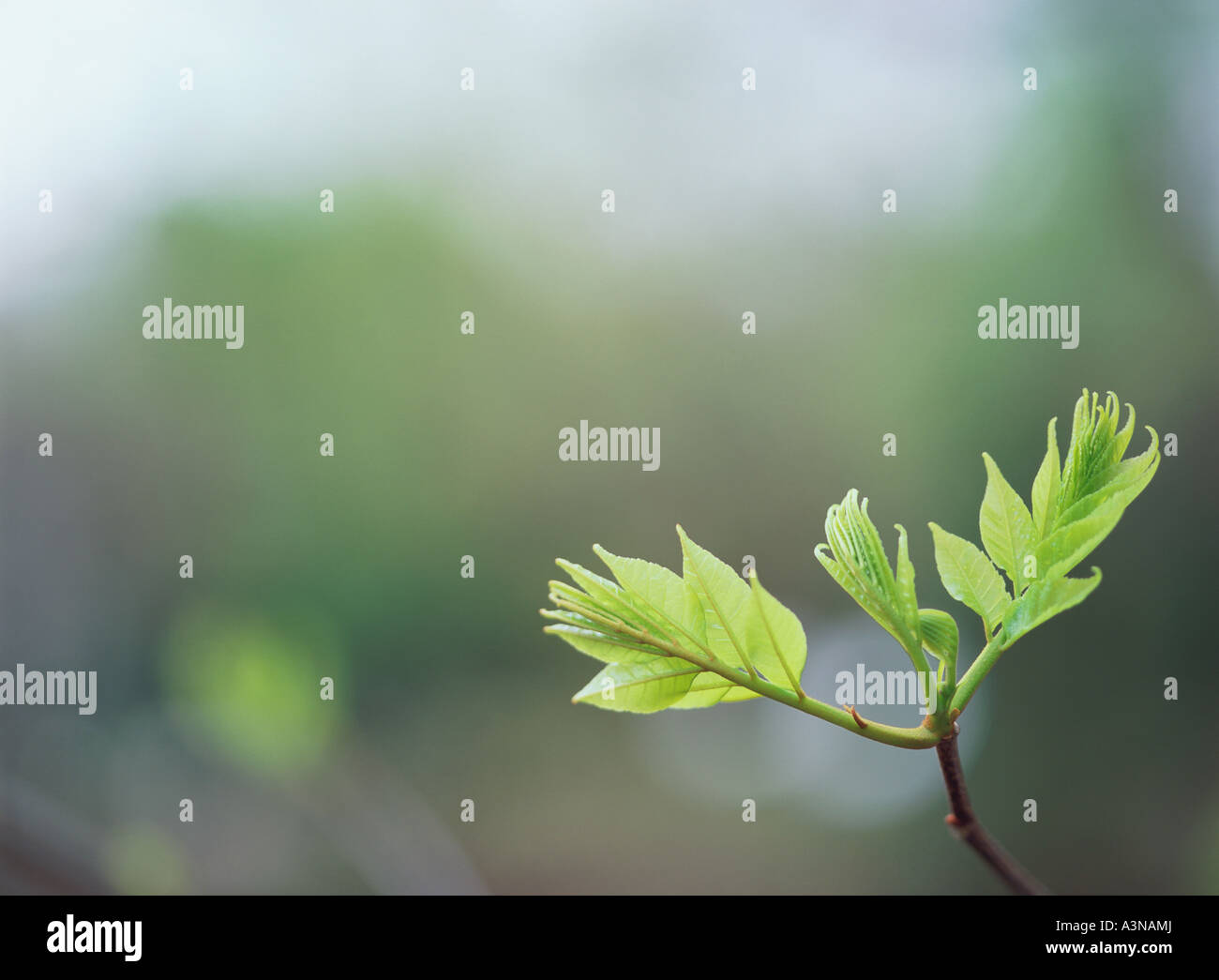 Green Leaves Stock Photo