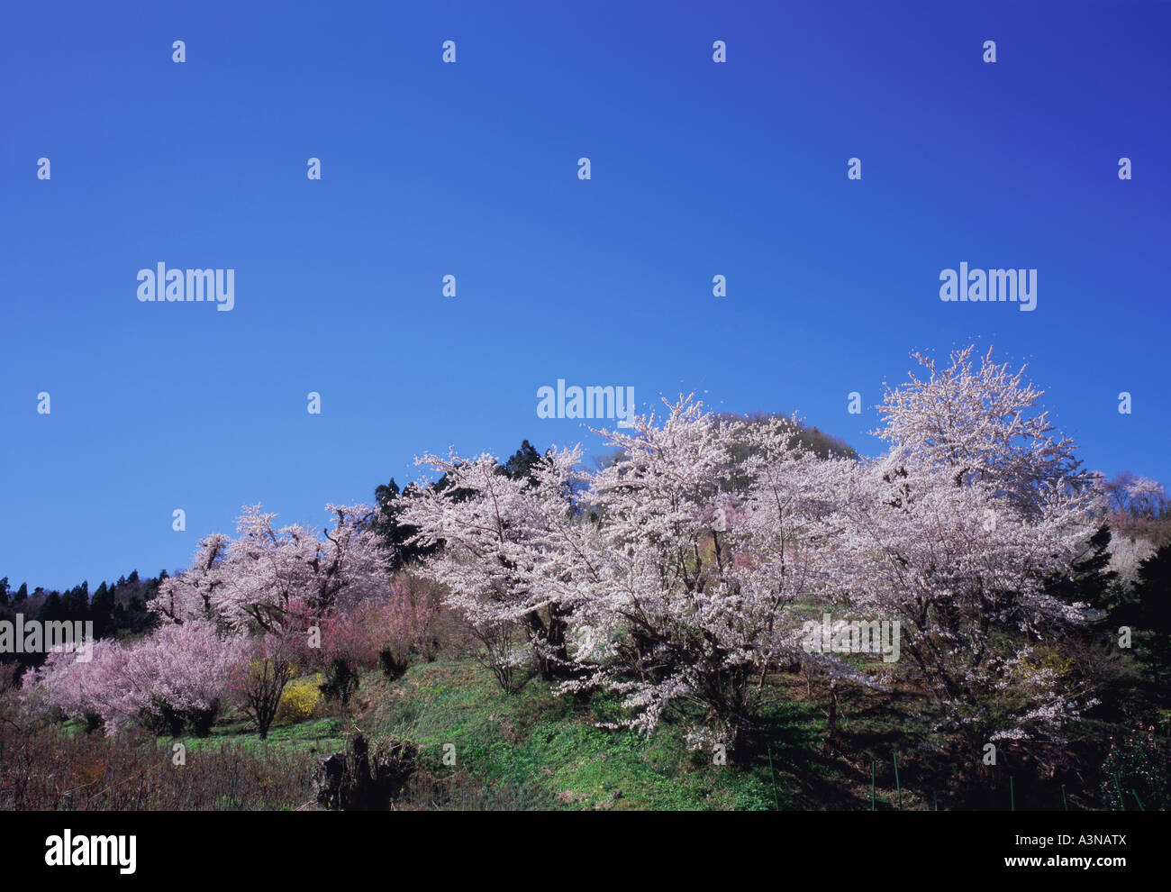 Cherry Blossoms Fukushima Prefecture Japan Hi Res Stock Photography And Images Alamy