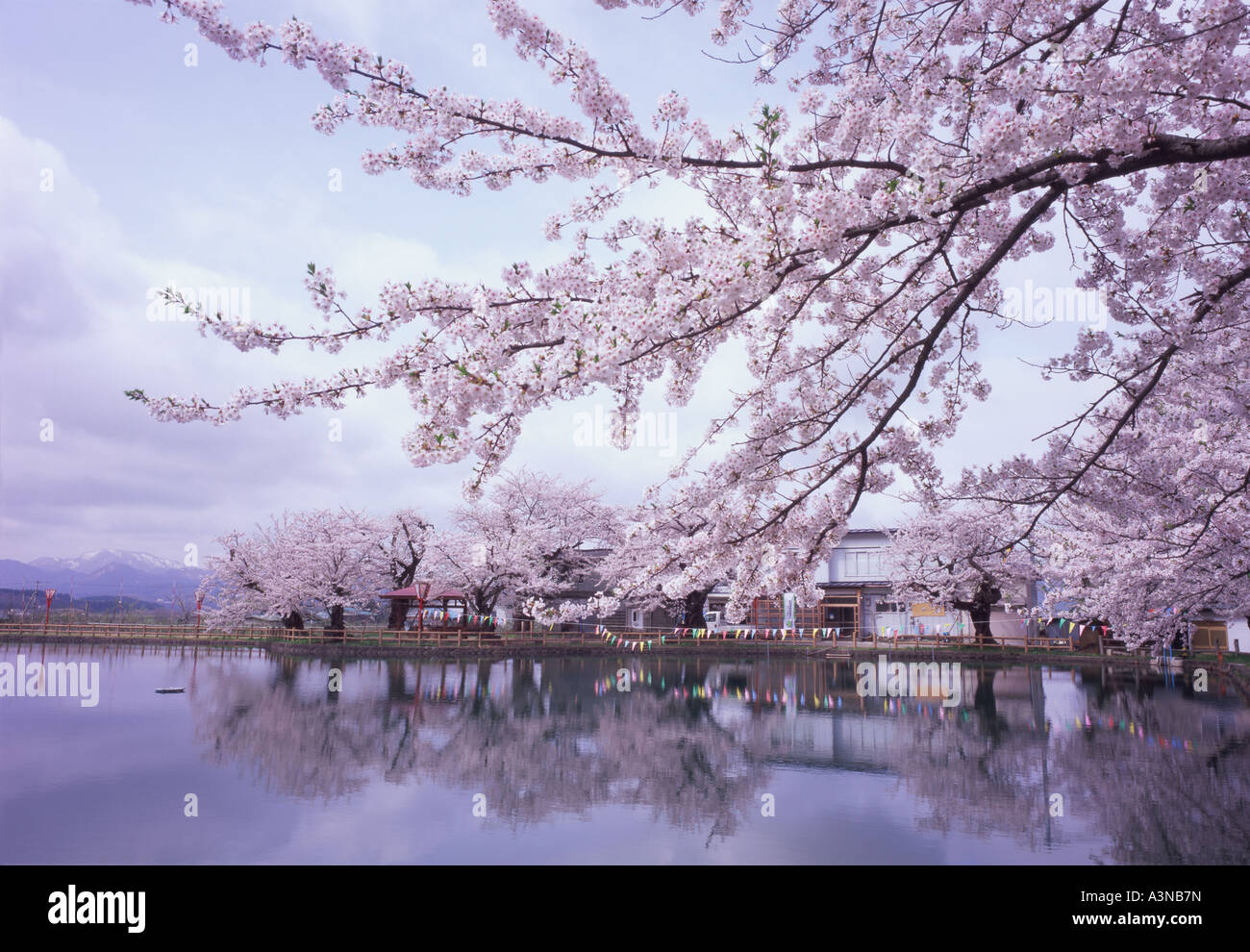 Cherry blossoms in akita hi-res stock photography and images - Alamy