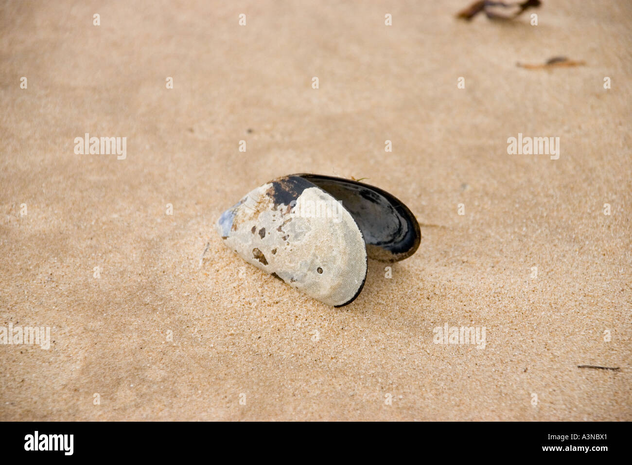 Single sea shell on sandy beach Stock Photo