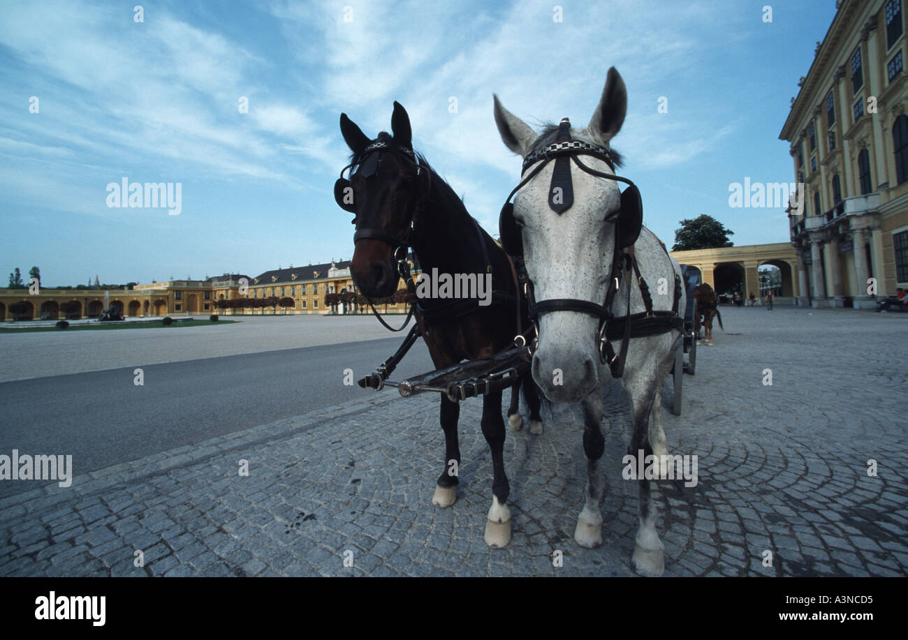 Fiacre schonbrunn hires stock photography and images Alamy
