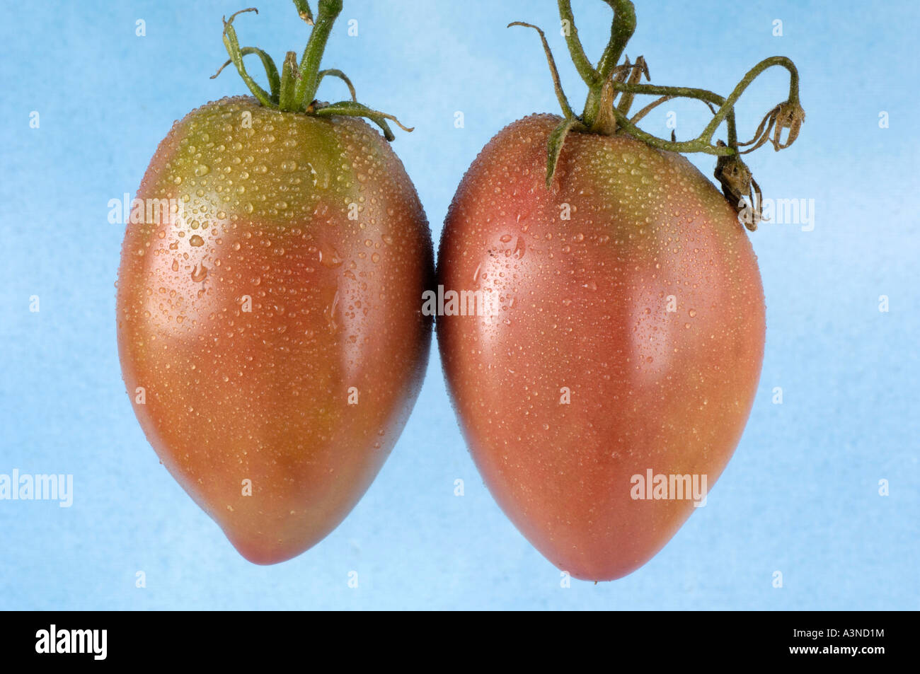 Tomato 'Violette Fleischtomate'  Stock Photo
