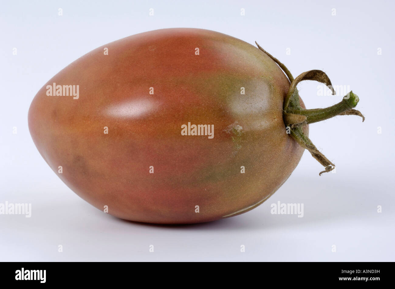 Tomato 'Violette Fleischtomate'  Stock Photo