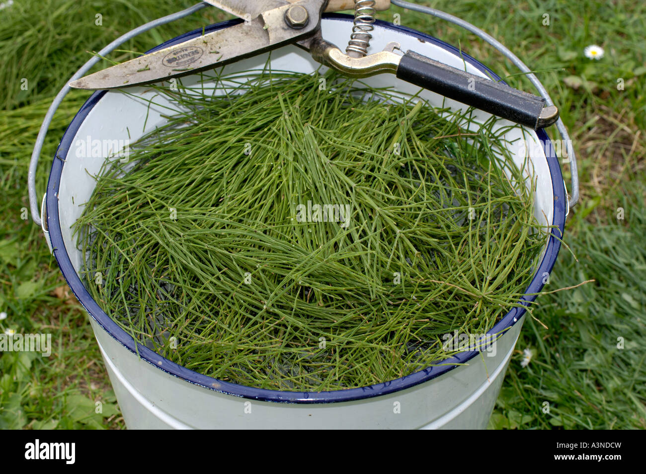 Common Horsetail Stock Photo Alamy