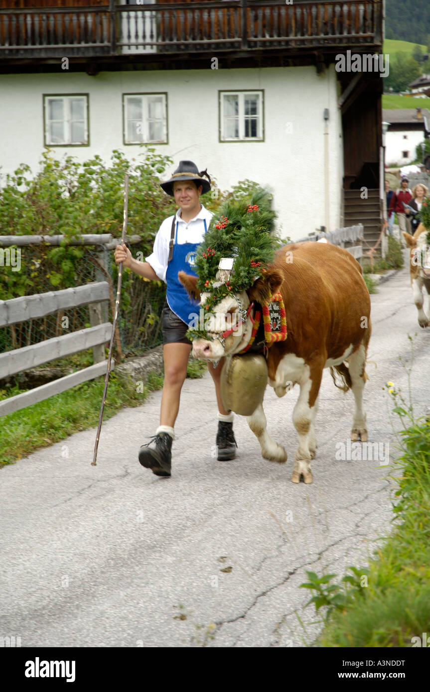 Man with decorated cow Stock Photo - Alamy