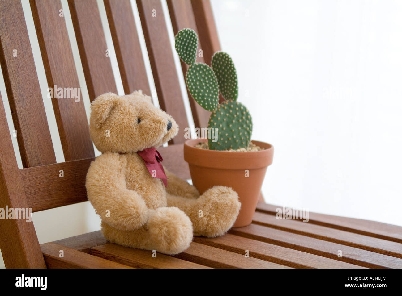 Potted cactus plant and stuffed animal on chair Stock Photo