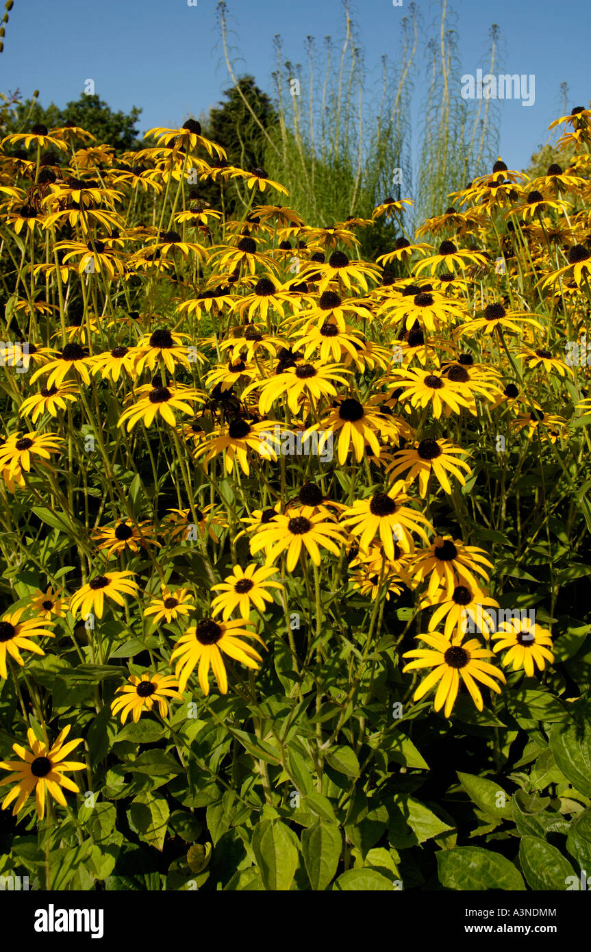 Cone Flower / Blackeyed Susan Stock Photo Alamy