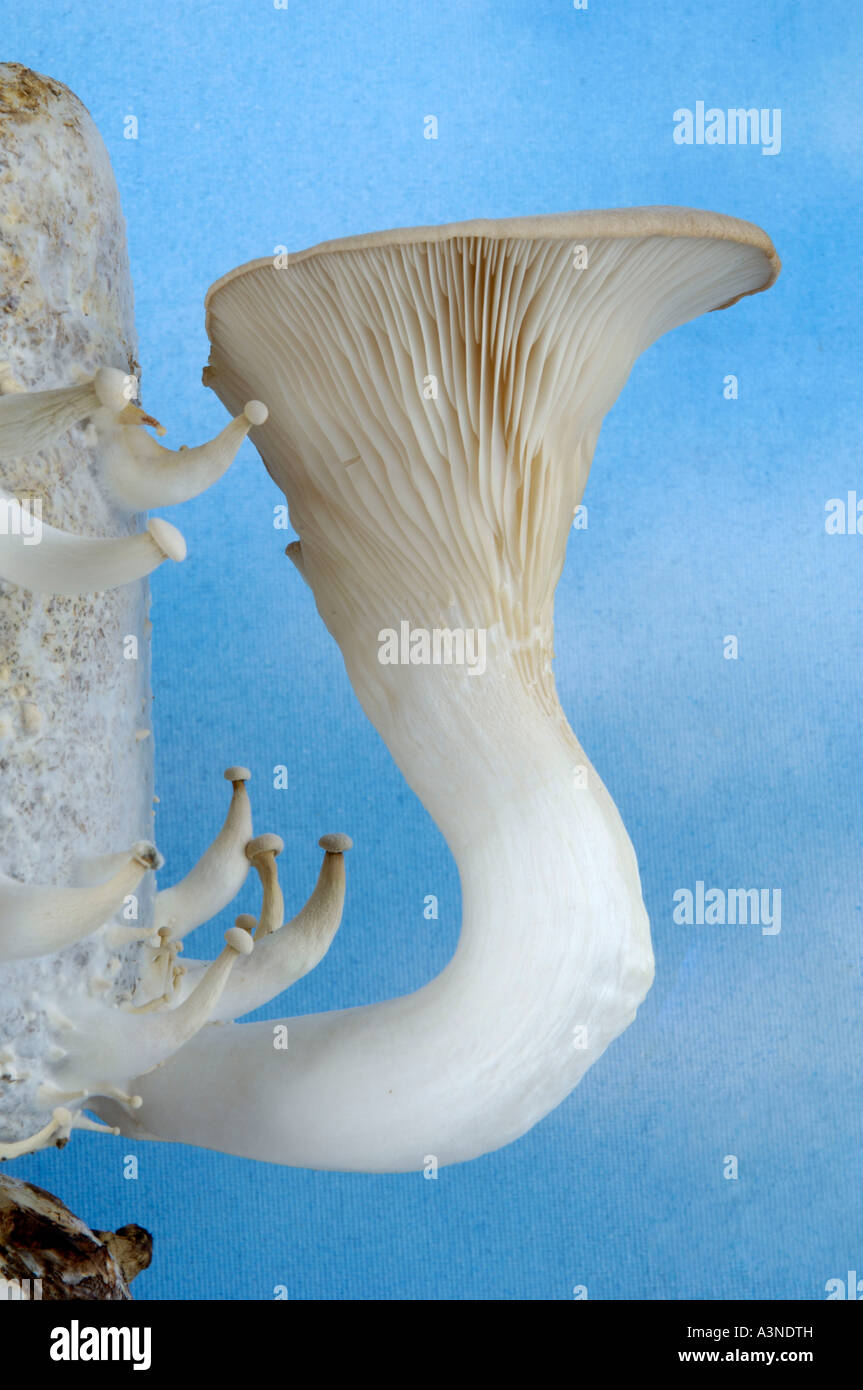 King Trumpet Mushroom / King Oyster Mushroom Stock Photo Alamy
