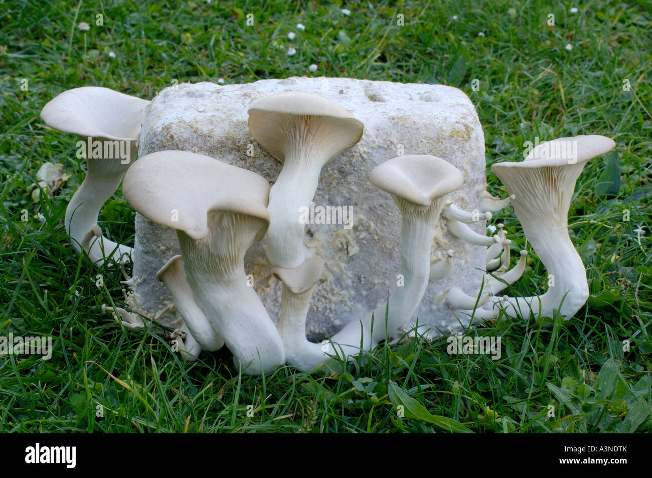 King Trumpet Mushroom / King Oyster Mushroom Stock Photo Alamy