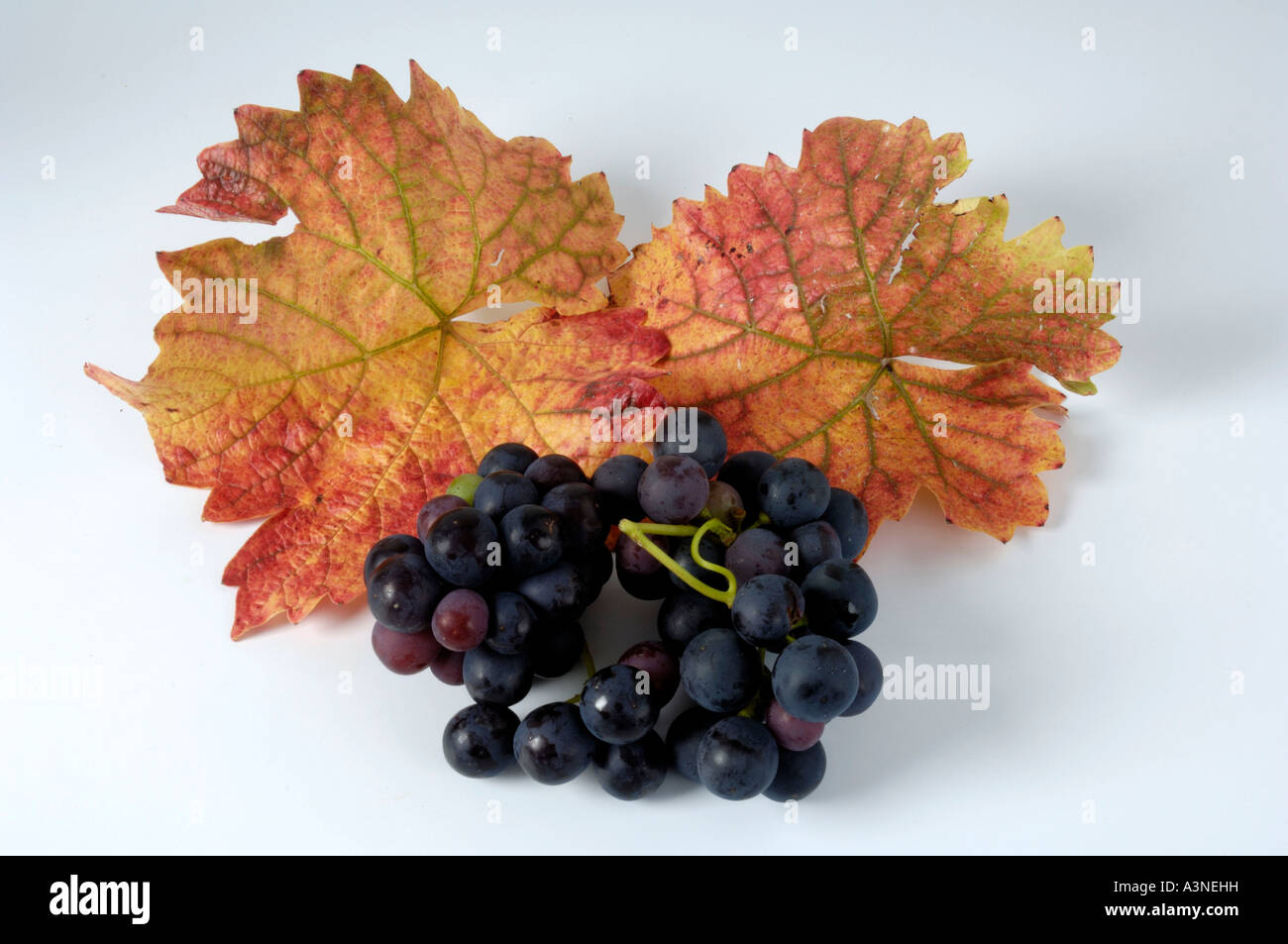 Grapes 'Trollinger'  Stock Photo